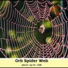 spider-web1