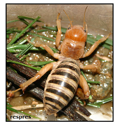 Crickets Bugs