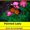 painted-lady-garryknight1 painted-lady-garryknight1