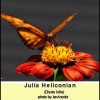 butterfly1