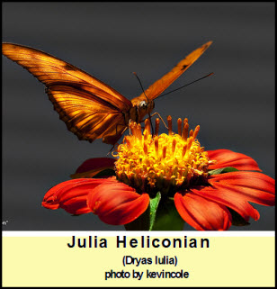 butterfly1