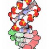 Model of DNA