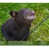 bear cub 2