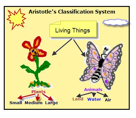 Animal Classification System Chart