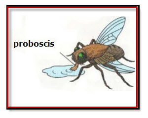 fly proboscis