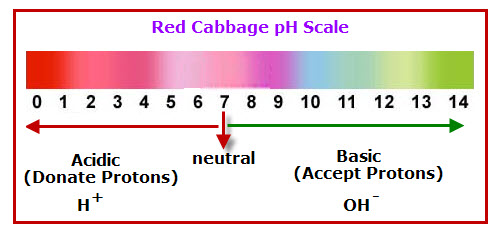 Red Cabbage Juice Indicator Chart