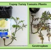 Geotropism