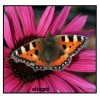 butterfly open wings1 butterfly open wings1