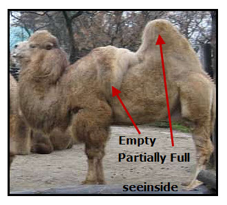 hump camel