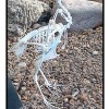 chicken skeleton