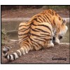 tiger tail tiger tail