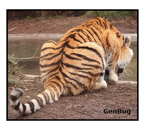 Amazoncom: Original Tiger Tail Massage Stick - Classic 18