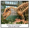 Dinosaur Skeleton