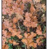 Brown Leaves on Fallen Branch
