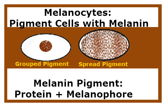melanocytes are found in the #11