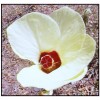 This Four-Petal Flower is an Okra Plant Bloom Okra plants have a four-petal pale yellow flower with a bright red center.