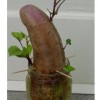 How to Grow Sweet Potatoes In Water Growing plants in water is called hydroponics.