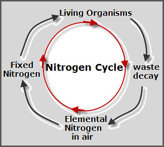 nitrogen-cycle-small
