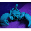 The phosphors in the scorpion's exoskeleton have a turquoise glow under a black light.