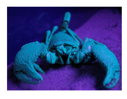 The phosphors in the scorpion's exoskeleton have a turquoise glow under a black light.