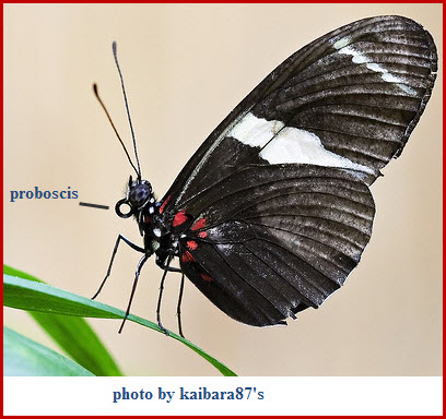 butterfly-proboscis