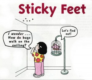 flies-sticky-feet