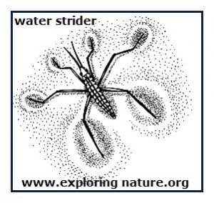 A water spider is able to stand on the surface of water because the water's surface tension is great enough to support the light weight of the insect.