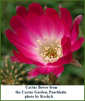 flower-cactus