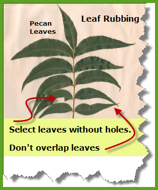 leaf-rubbings