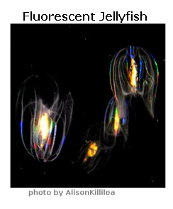 fluorescent-jellyfish