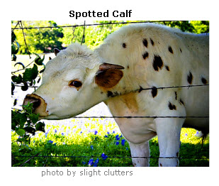 calf-spotted