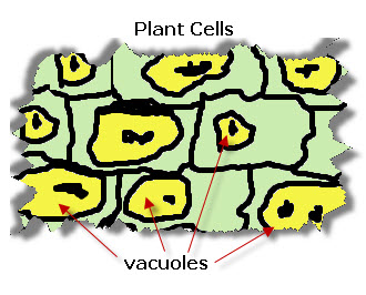 Plant Vacuole