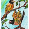 Multicolored Birds
