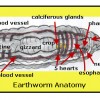 Earthworm Anatomy