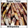 Sugar Cane