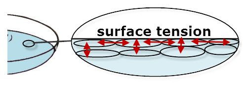 What is the leading cause of surface tension in water Cohesion Surface Tension Vancleave S Science Fun