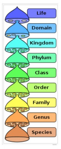 History Of Classification - VanCleave's Science Fun