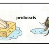 Fly Froboscis