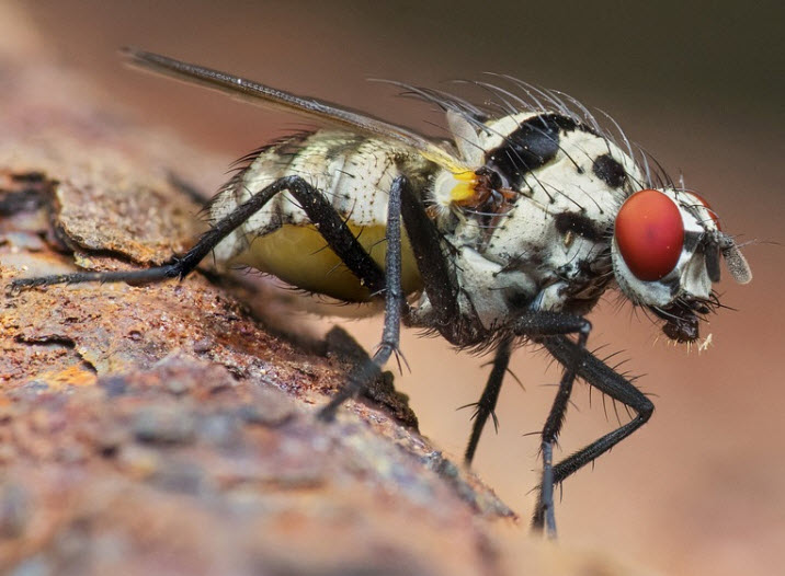 Digested Fly Are Flies Harmful? - VanCleave's Science Fun
