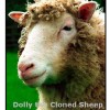 Dolly, A Cloned Sheep