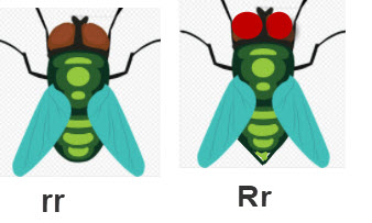 fruit flies male female