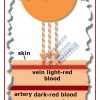 The Color of Human Blood