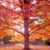 Autumn Tree by David Paul Ohmer