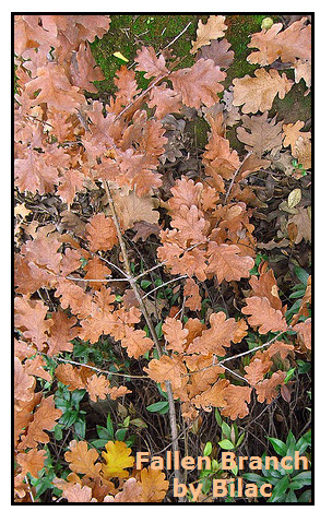 Brown Leaves on Fallen Branch