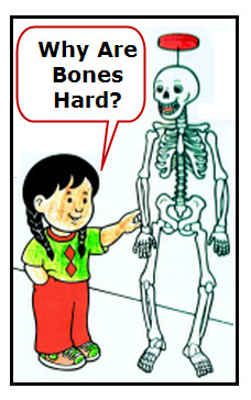 Child Ask Why Bones are Hard