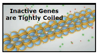 Epigenones Activate and Deactivate Genes