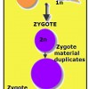 Formation of Identical Twins