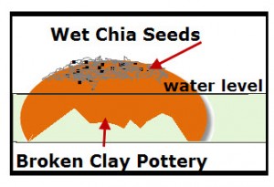 Growing Chia Seeds