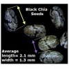 Black Chia Seed Measurements