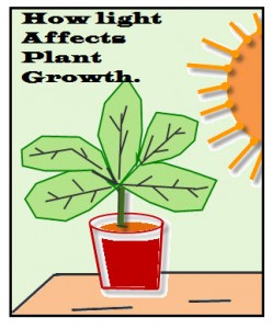 what is the dependent variable in a plant experiment